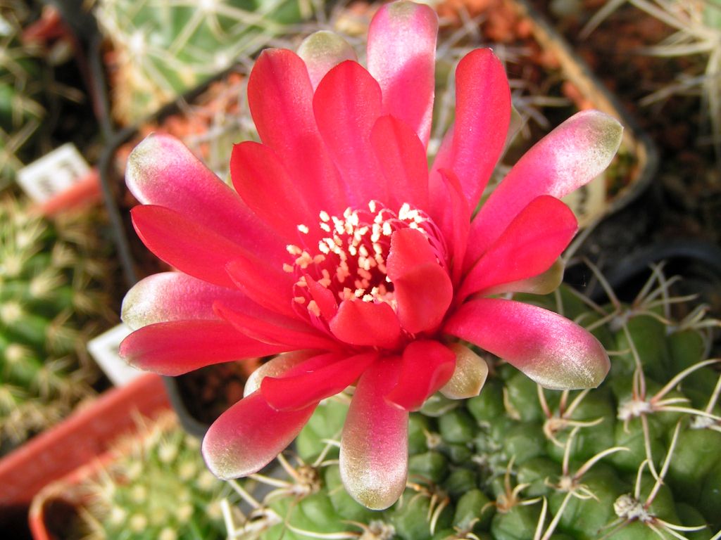 Gymnocalycium baldianum